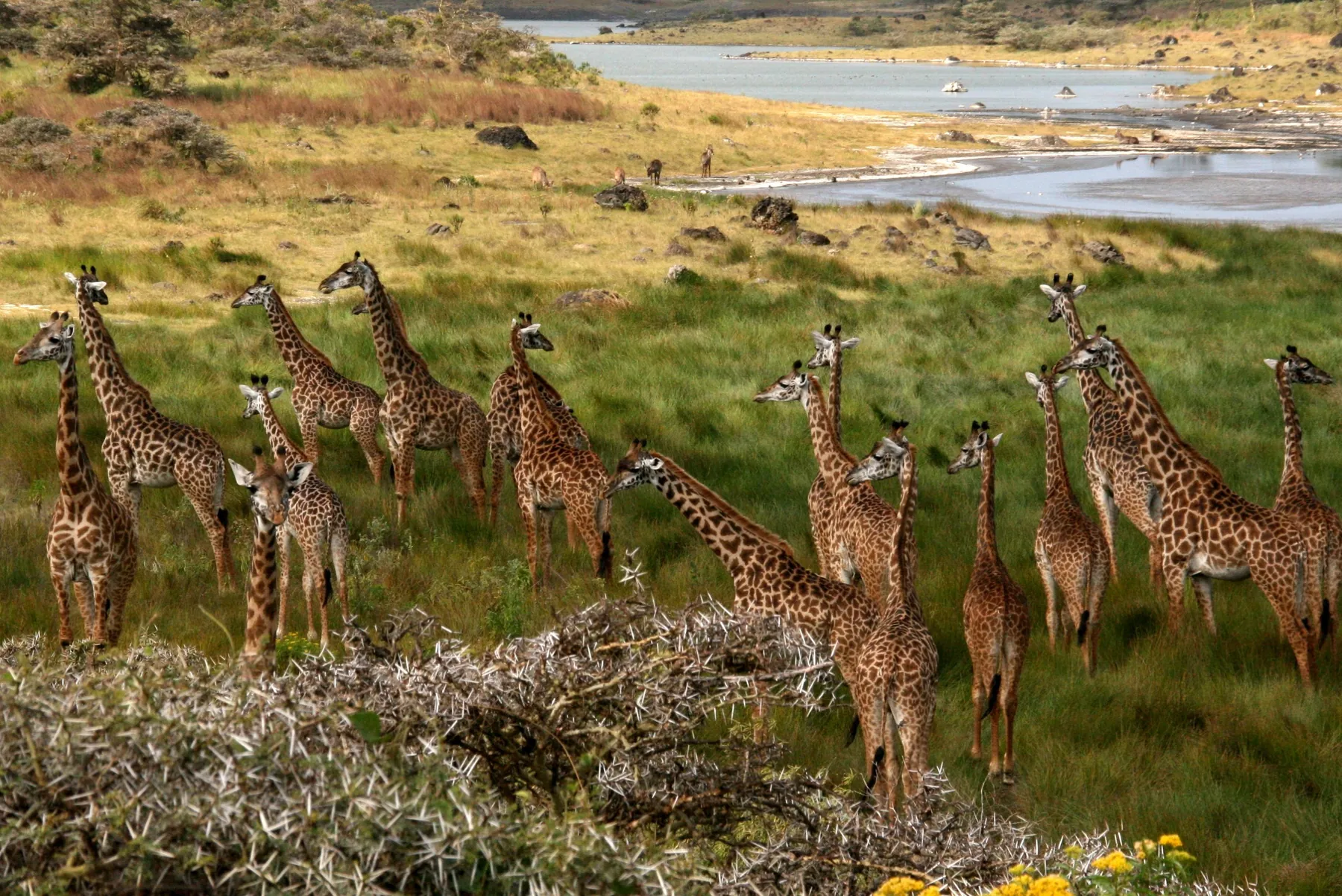 Giraffer i Arusha National Park i Tanzania
