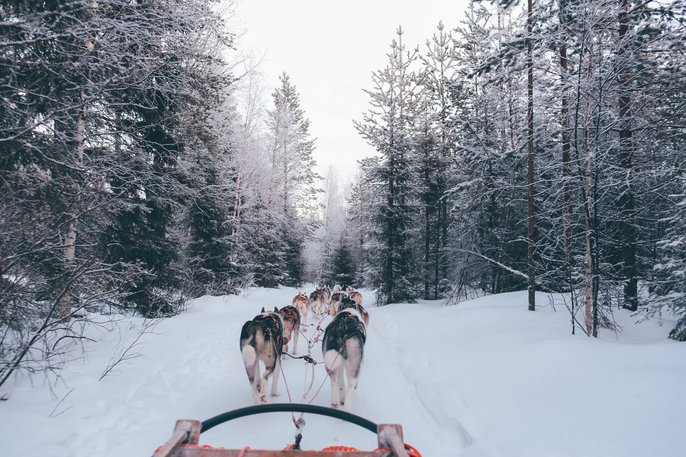 Et hundespand trækker en slæde gennem en snedækket skov ved Rovaniemi.