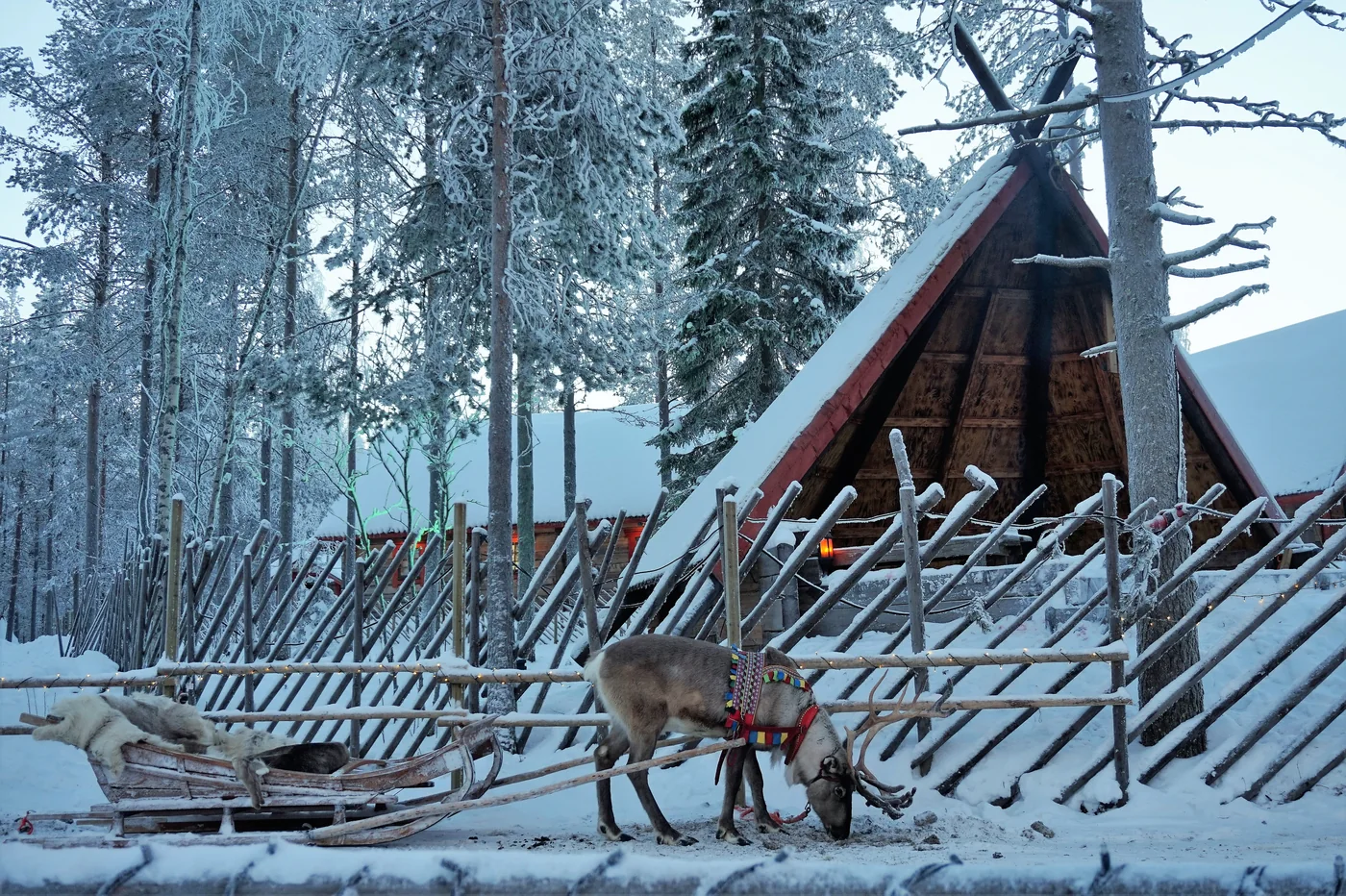 Rensdyr med slæde foran en træhytte i den snedækkede skov i Rovaniemi.