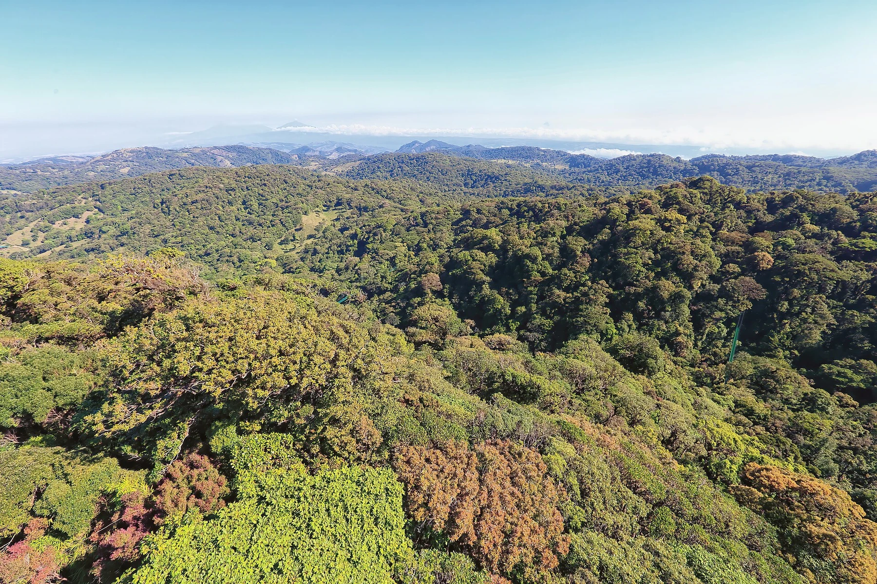 Den frodige skov i Monteverde i Costa Rica