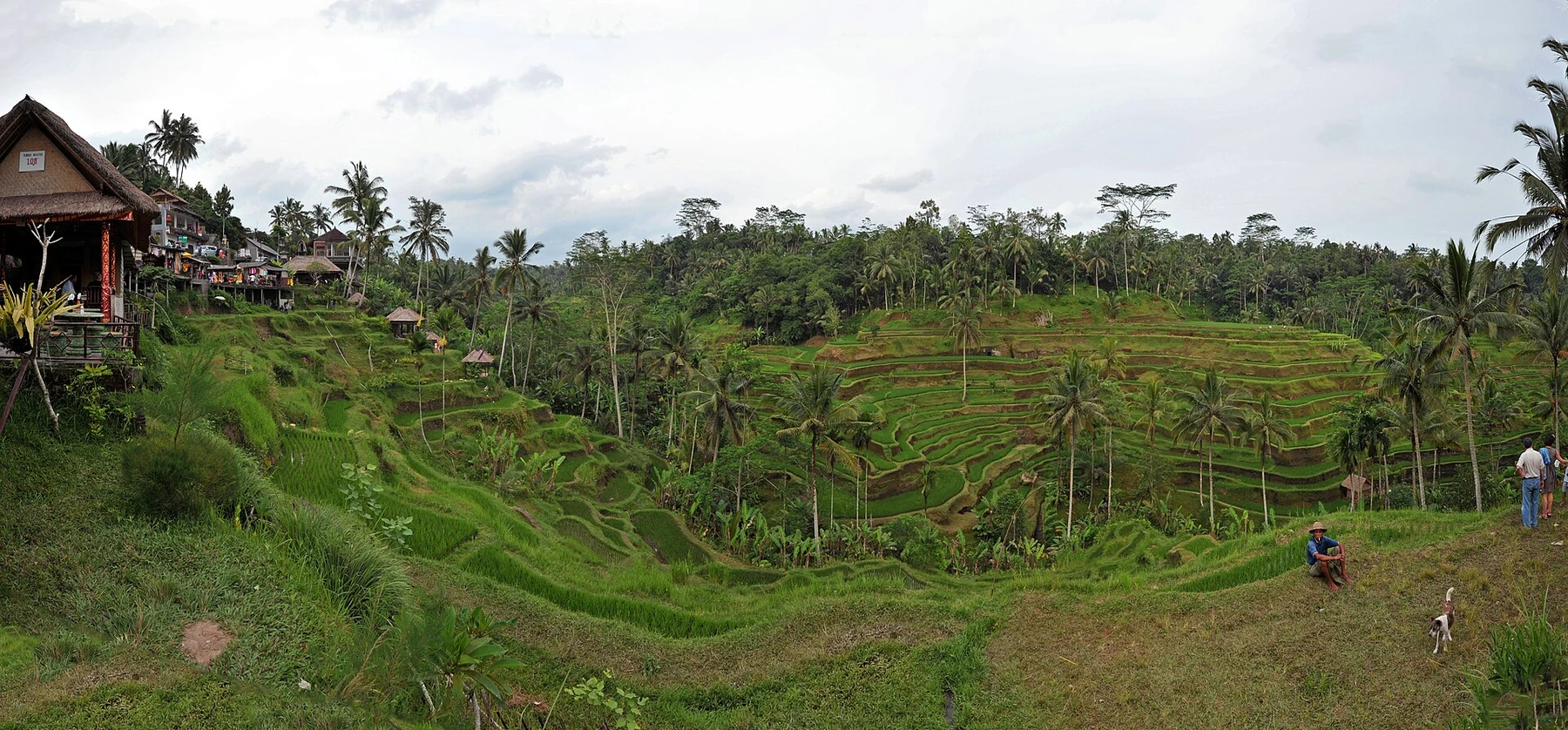 Tegallalang-risterrasser ved Ubud på Bali