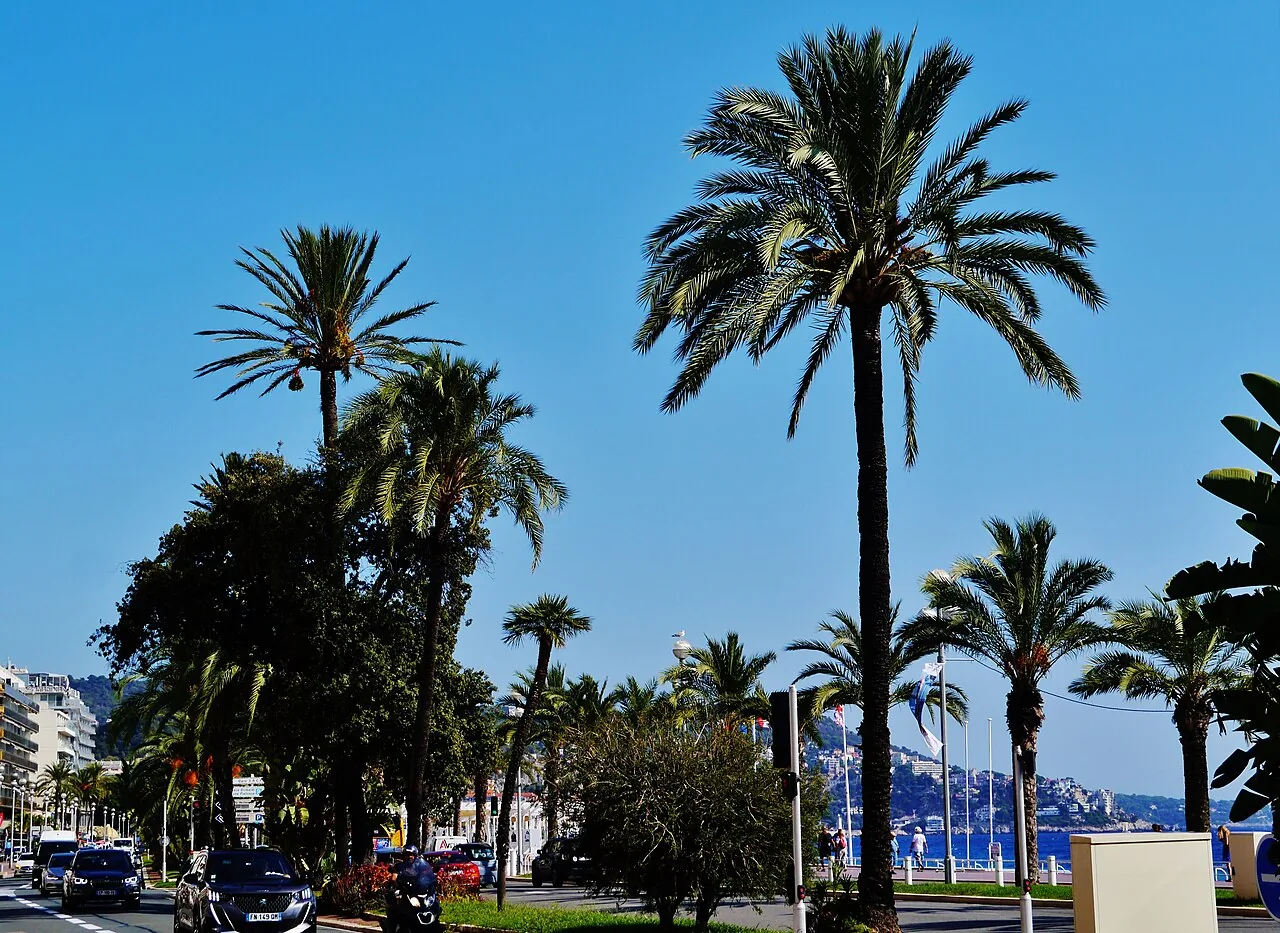 Palmer langs Promenade des Anglais i Nice