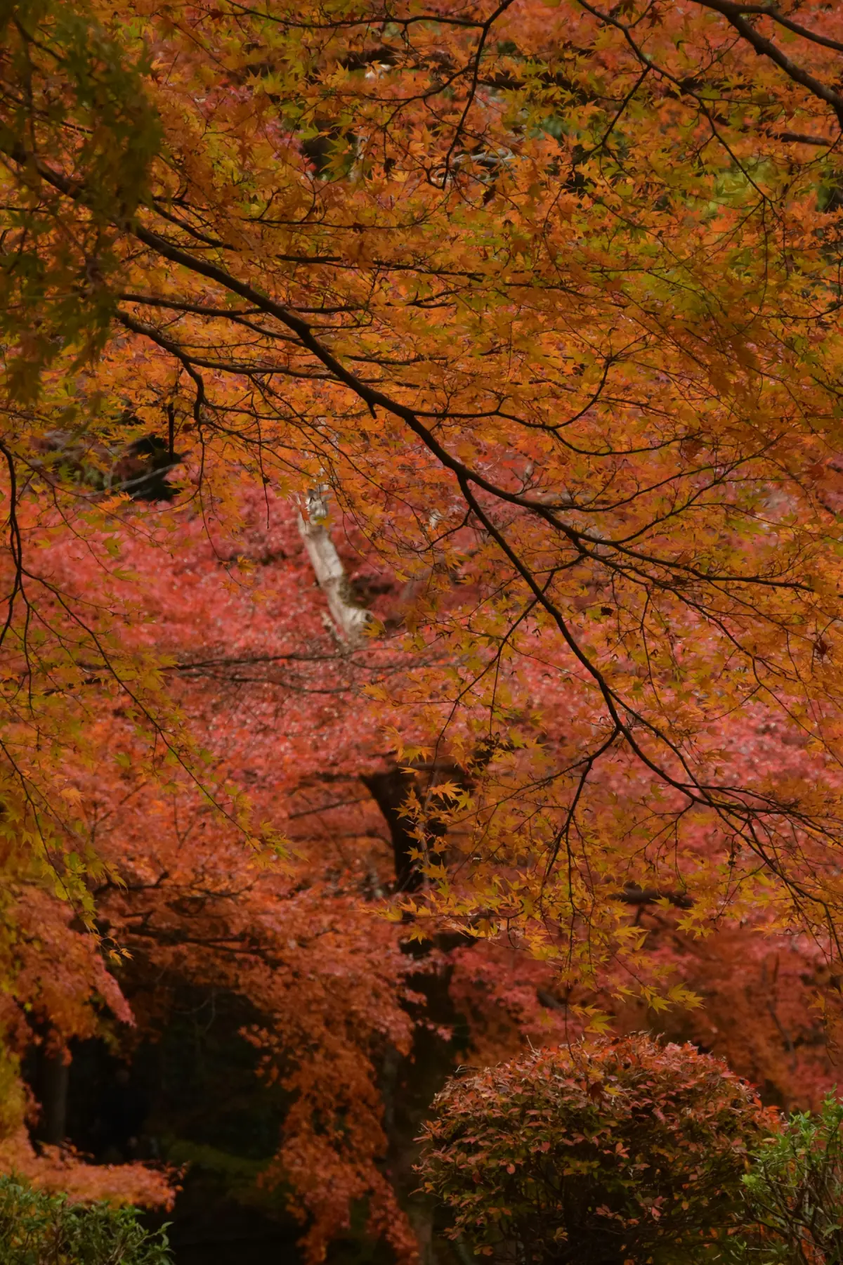 Japansk landskab i efterårsfarver