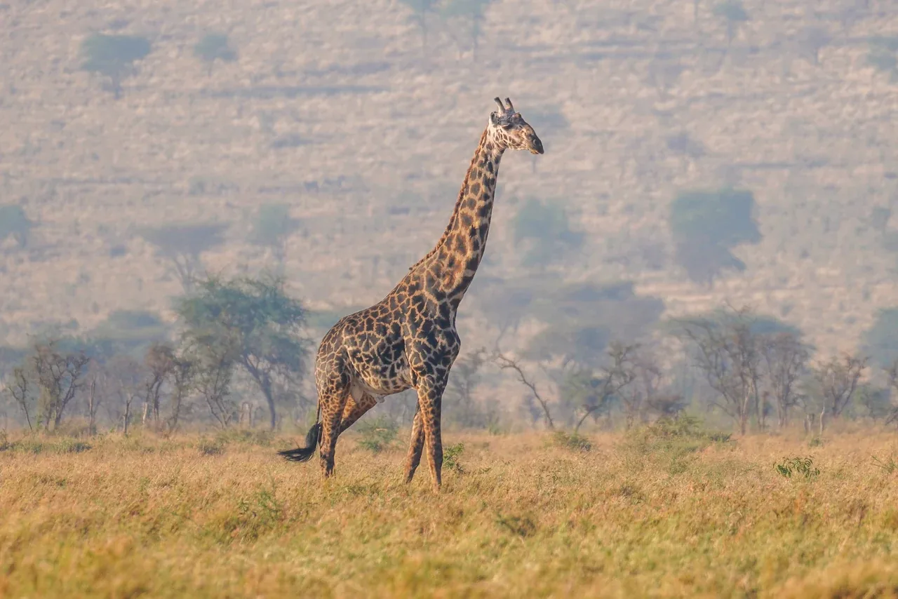 Giraf i Serengeti National Park i Tanzania